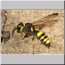 Cerceris quadricincta - Knotenwespe w002c 10mm - mit Ruesselkaefer - OS-Wallenhorst-Sandgrube-det.jpg